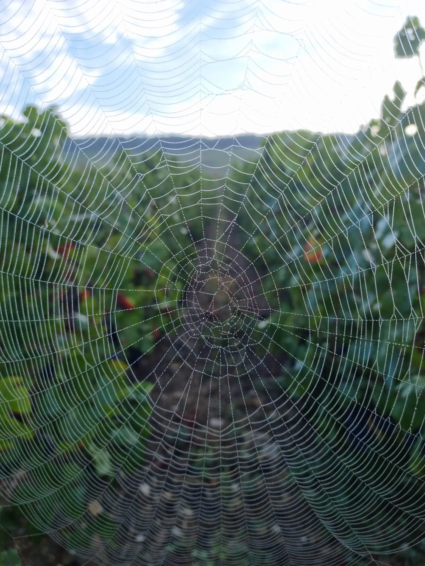 Pavučina s kapkami rosy mezi řádky révy