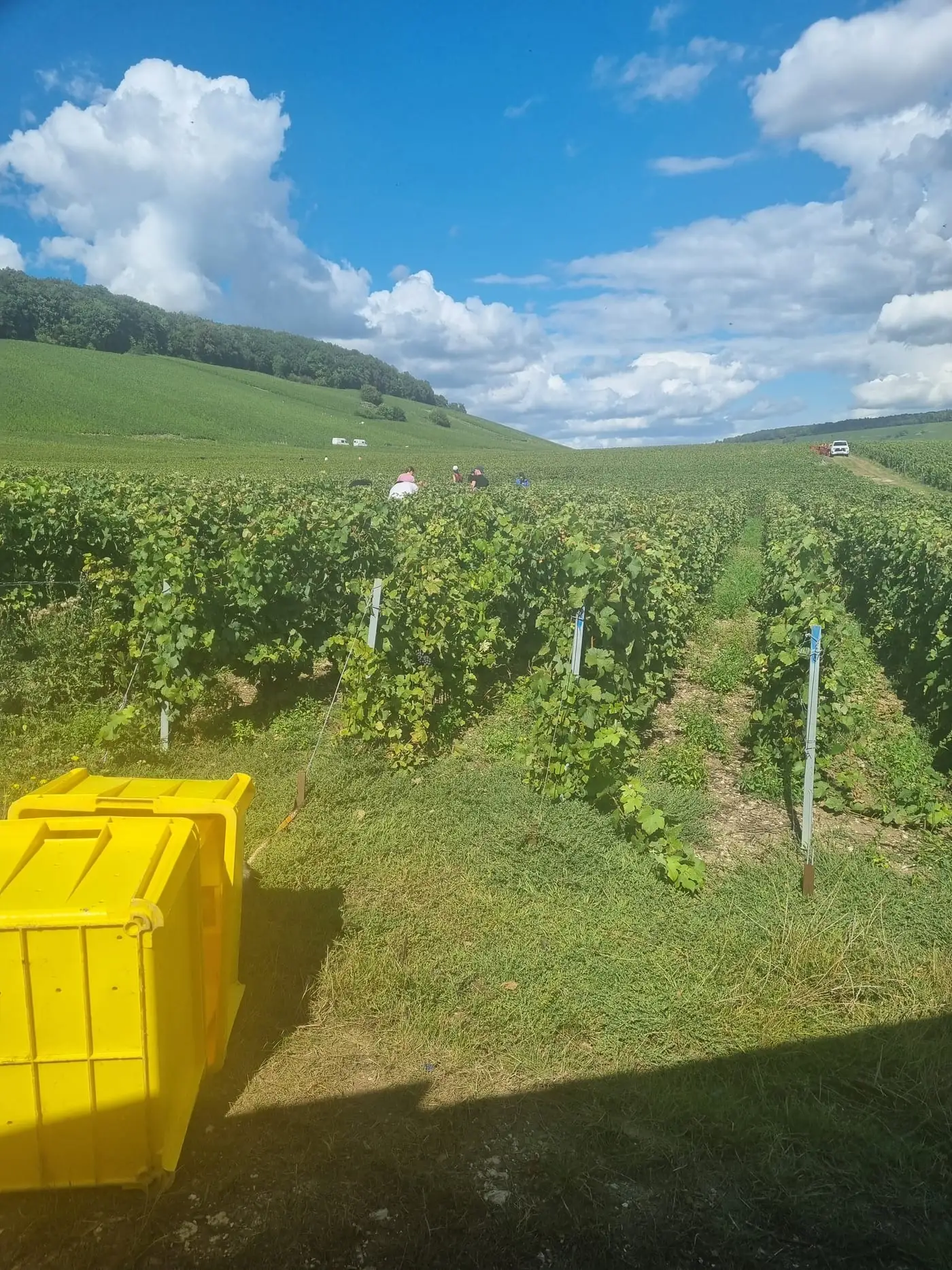 Svah vinice se žlutými bednami na sklizeň