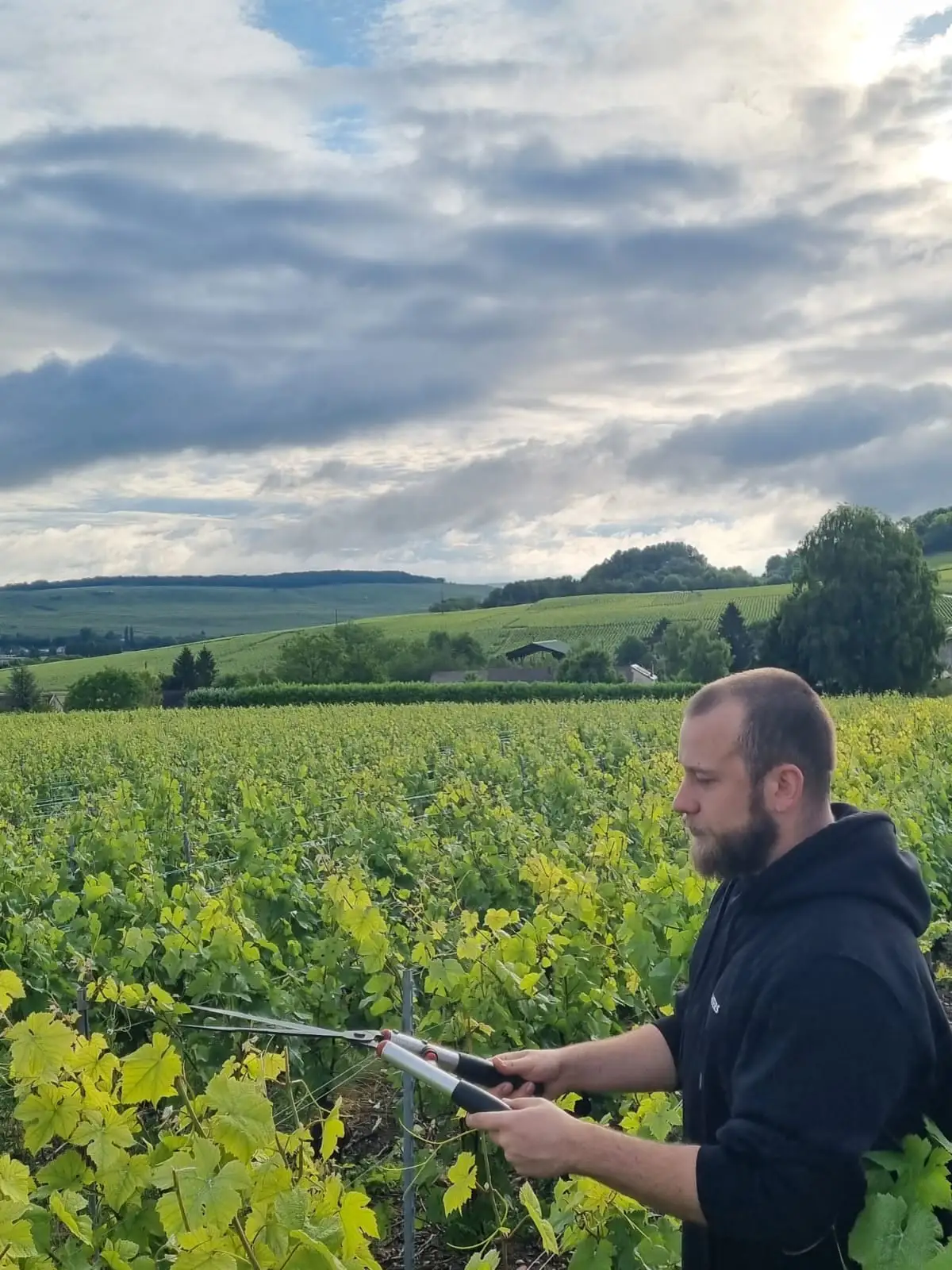 Ondřej Mařík při palissage na vinici