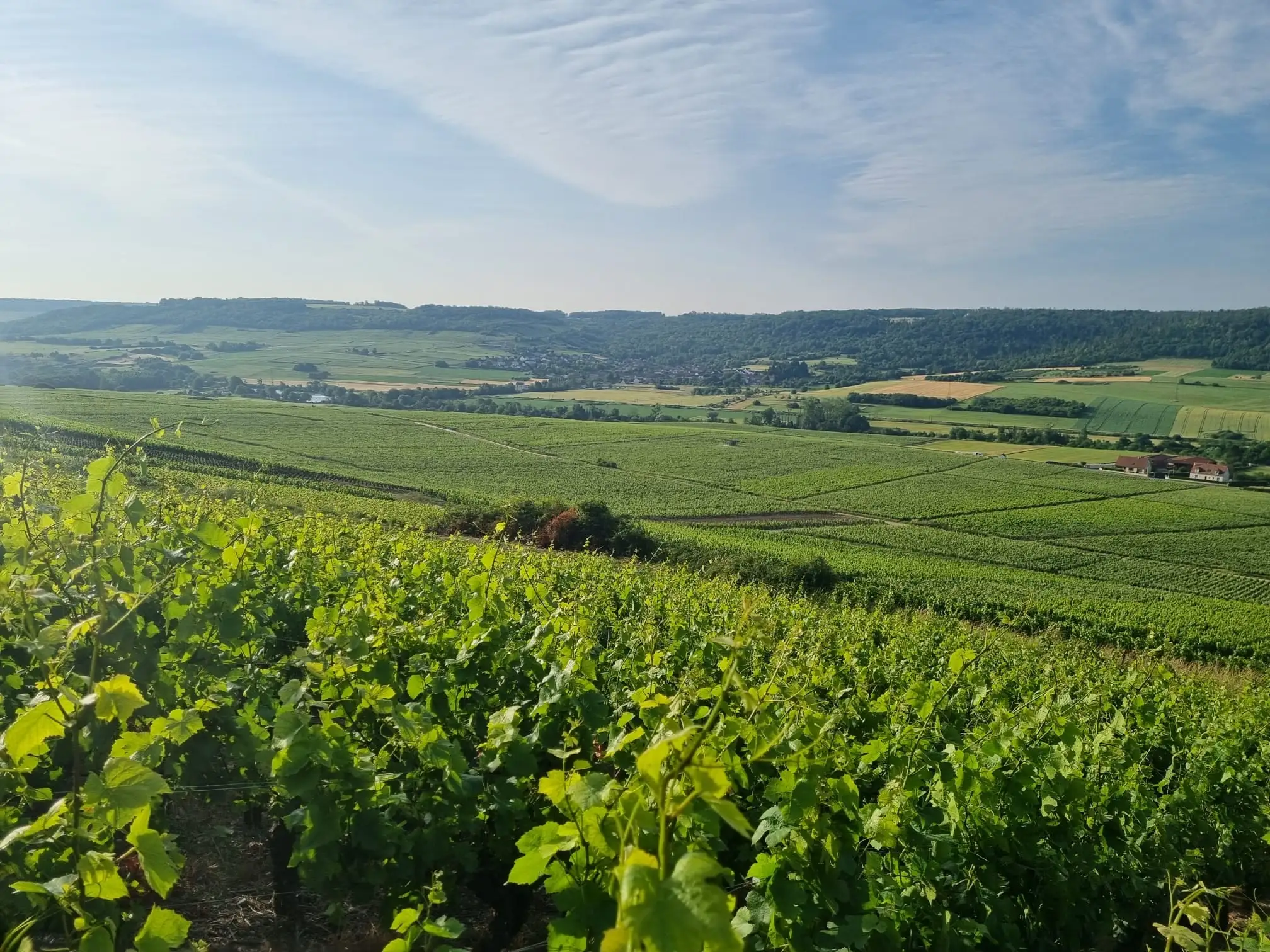 Vinice v Champagne v ranním světle