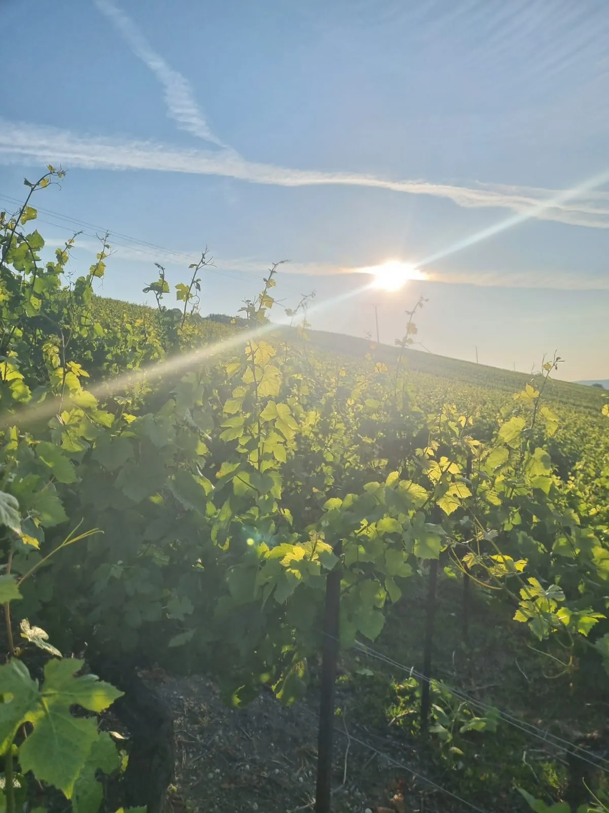 Ranní slunce nad řádky vinic v Passy-sur-Marne