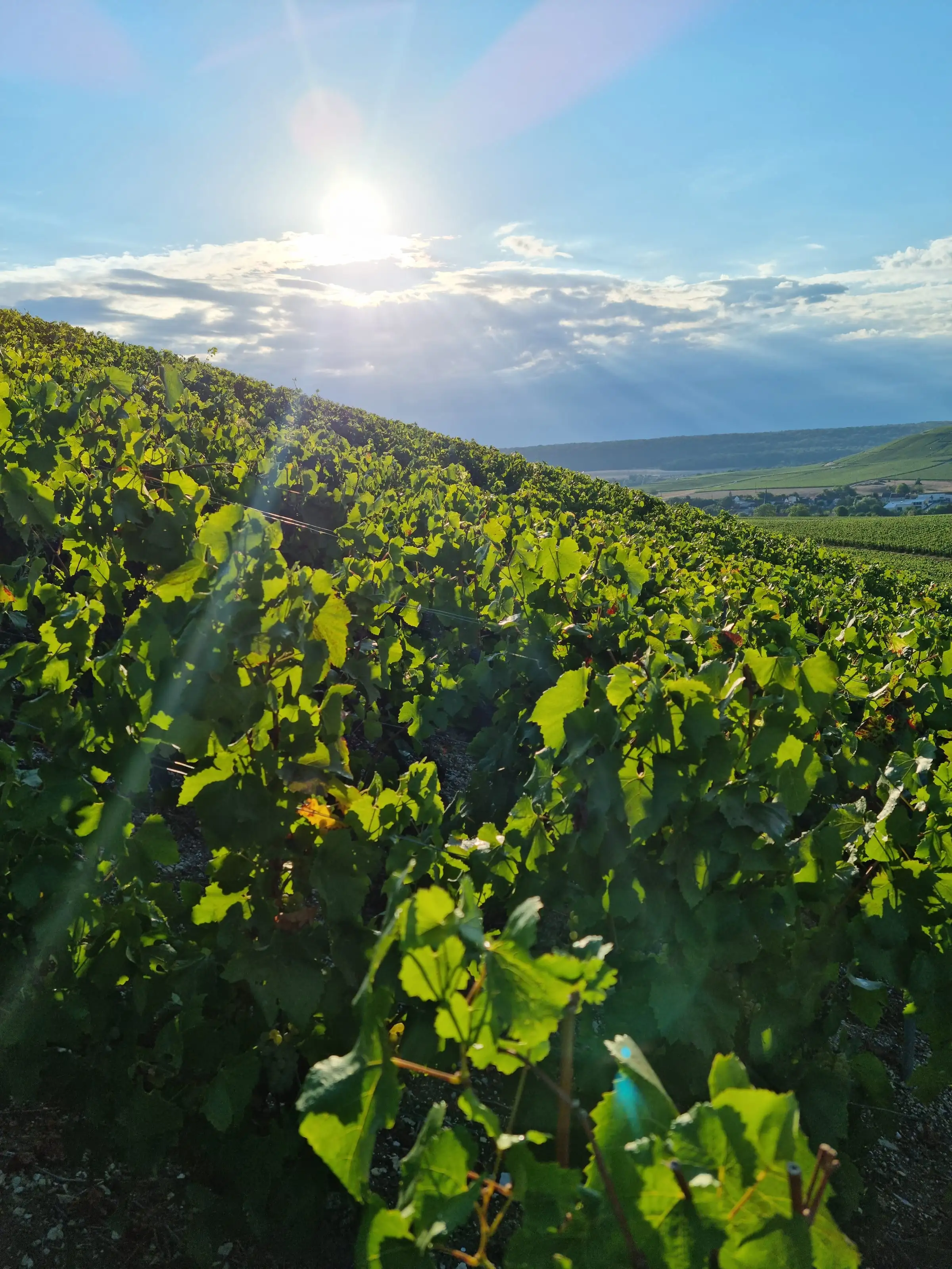 Slunce nad vinicemi v údolí Marny v Champagne